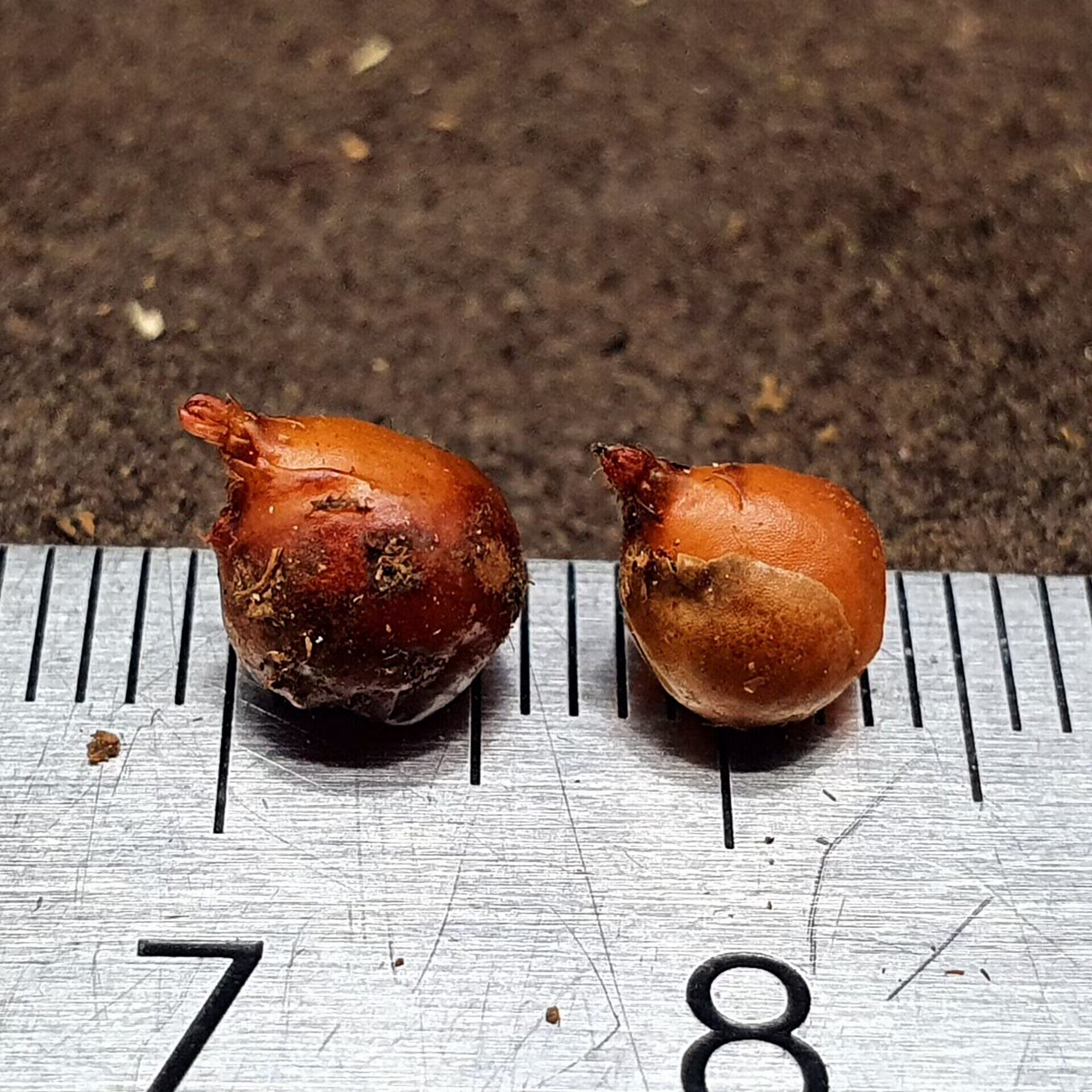 【丰收季】管柱球茎茅膏菜0923  两颗  芽顶已经发出