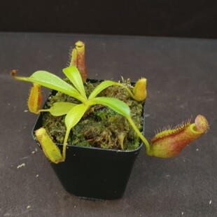 【丰收季】（真穗×维奇）×劳氏猪笼草0724  9CM