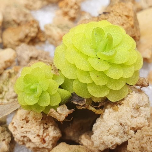 【春季奇遇】中生捕虫堇0310，两颗，1.1+2CM
