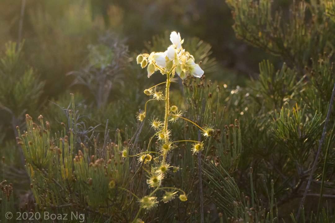 【新品】刚毛球根茅膏菜丨Drosera hirsuta From.Allen休眠球一个