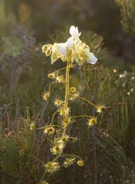 【新品】刚毛球根茅膏菜丨Drosera hirsuta From.Allen休眠球一个