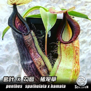 食虫植物 匙叶X钩唇猪笼草 hamata spathulata