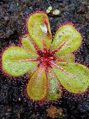 【丰收季】大叶茅膏菜  Drosera macrophylla 27号  39mm