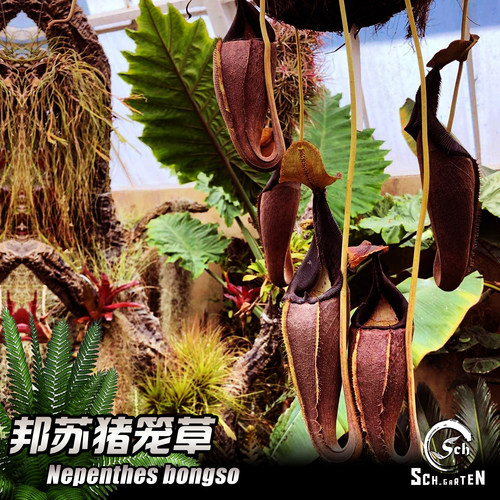 【新品】Nepenthes bongso丨 邦苏猪笼草丨食虫植物