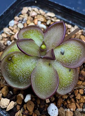 纤细交凹瓣捕虫堇Pinguicula gracilis x  emarginata栩园培育