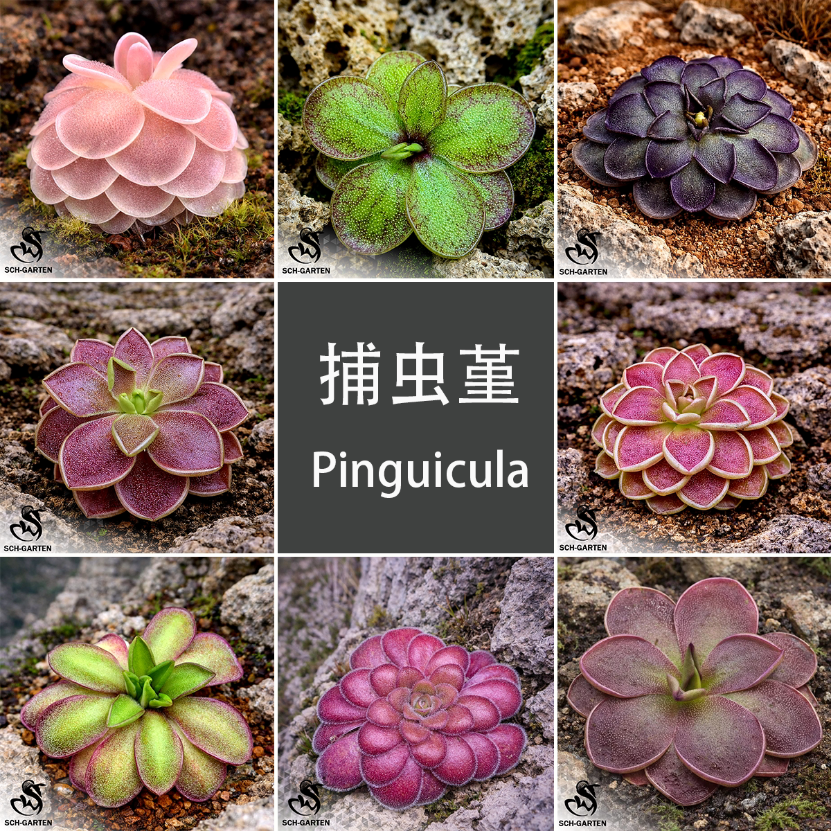 【捕虫堇套餐】栩园食虫植物食人食虫植物