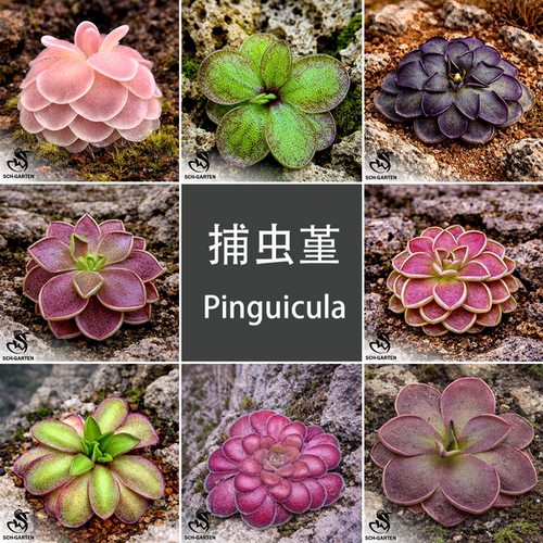 【捕虫堇套餐】栩园食虫植物食人花 驱蚊草桌面多肉花卉盆栽包邮