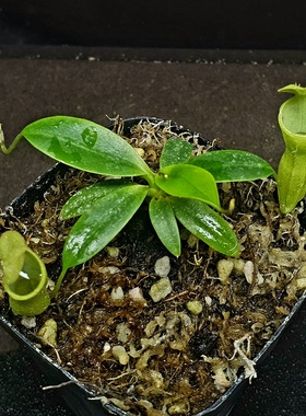 【丰收季】母风铃猪笼草101203，8.5CM