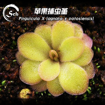 agnata苹果捕虫堇食虫植物