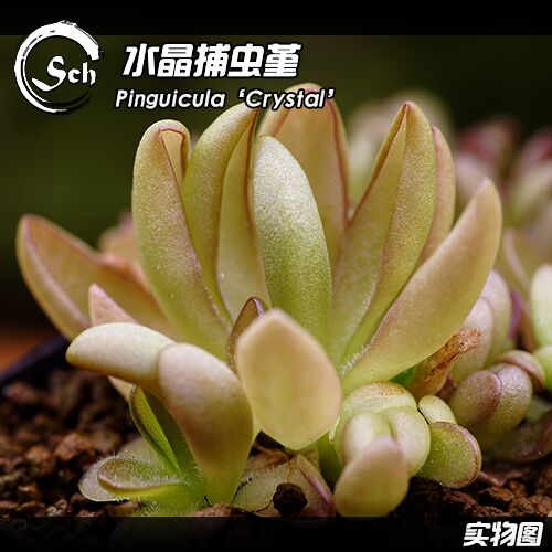 水晶捕虫堇食虫植物新品