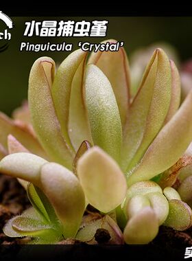 水晶捕虫堇丨Pinguicula ‘BCP crystal’丨食虫植物