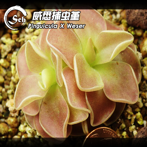 食虫植物多肉观赏测试推荐