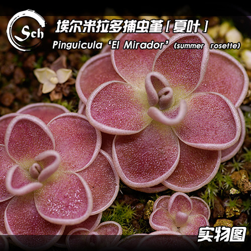 埃尔米拉多捕虫堇丨pinguicula "el mirador"丨食虫植物