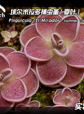 埃尔米拉多捕虫堇丨Pinguicula 