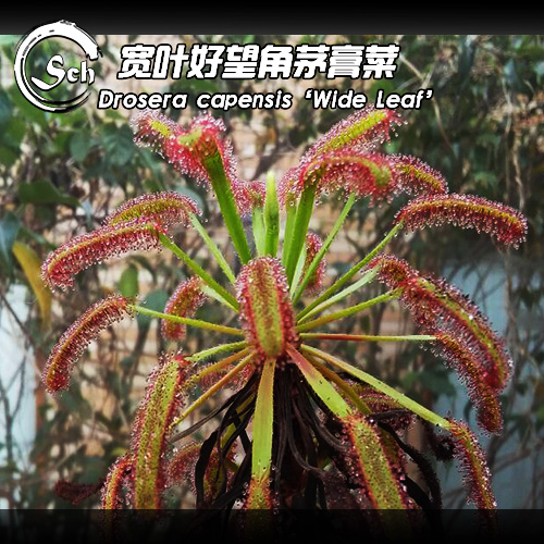 Drosera capensis(Broad Leaf)宽叶好望角茅膏菜食虫植物牙刷毛