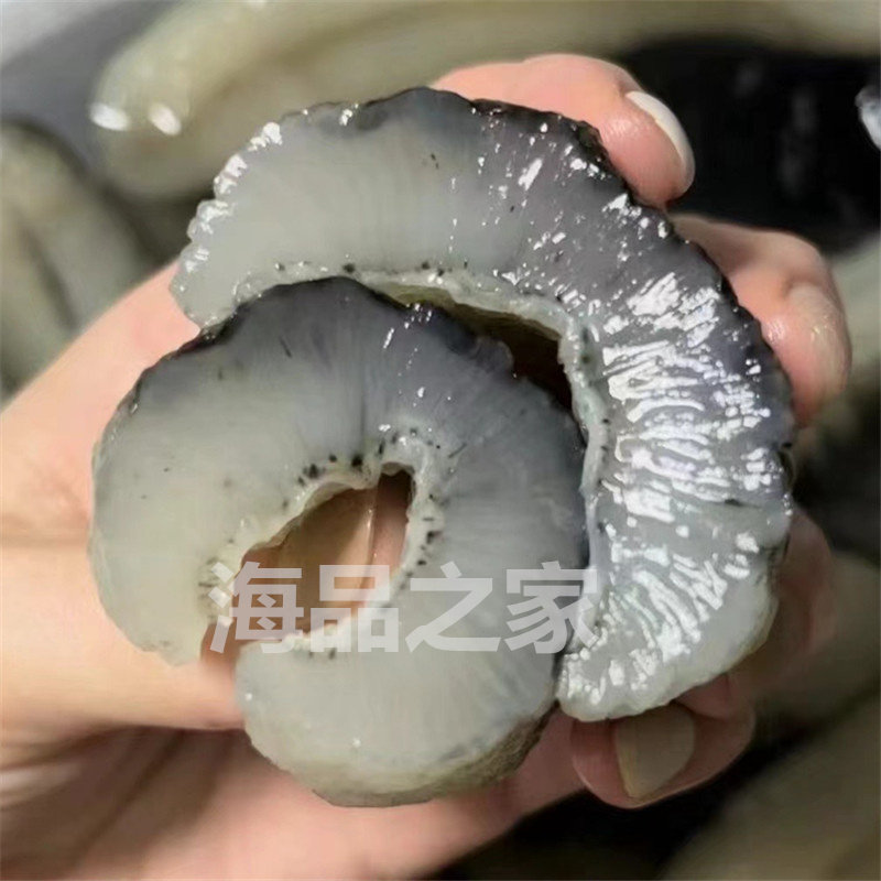 澳洲明秃海参 明秃参沙秃参光秃海参