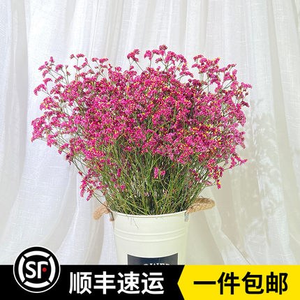 新鲜水晶花草鲜花配花家庭办公室水养花卉可做干花云南基地直发