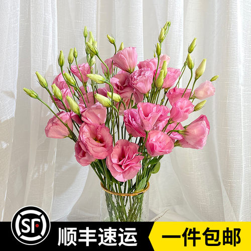 洋桔梗鲜花水养花卉云南基地直发