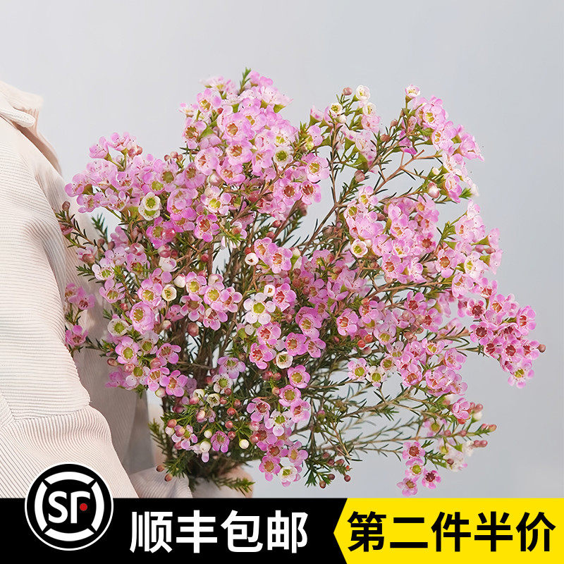 多色可选进口澳洲腊梅澳梅新鲜家庭办公室水养花卉云南基地直发