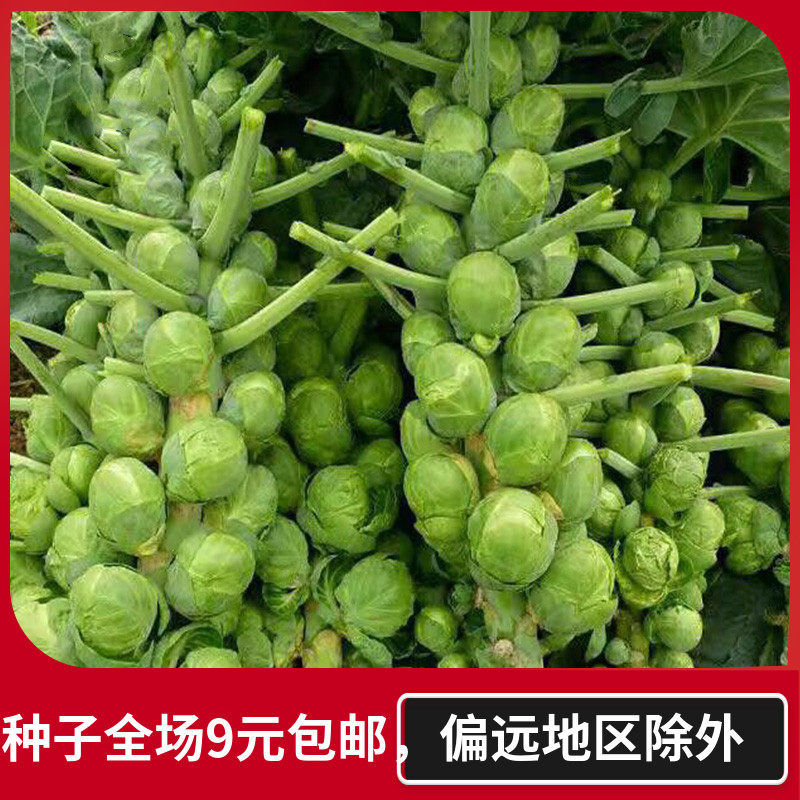 抱子甘蓝种子四季包心菜种子洋白菜早熟盆栽农家播种秋季蔬菜种孑在类目 鲜花速递/花卉仿真/绿植园艺, 花卉/蔬果/草坪种子（新）, 家庭园艺种子中 - 来自Buy2taobao.com提供专业的淘宝代购服务