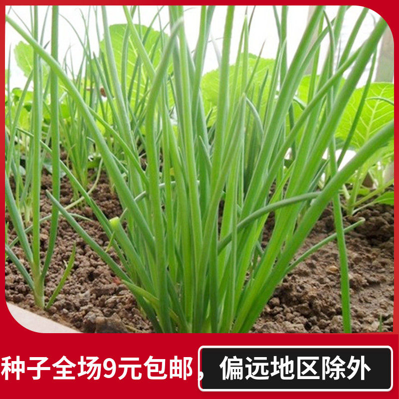 四季小香葱种子香菜小葱韭菜蔬菜种子四季可播阳台盆栽菜园种籽在类目 鲜花速递/花卉仿真/绿植园艺, 花卉/蔬果/草坪种子（新）, 家庭园艺种子中 - 来自Buy2taobao.com提供专业的淘宝代购服务