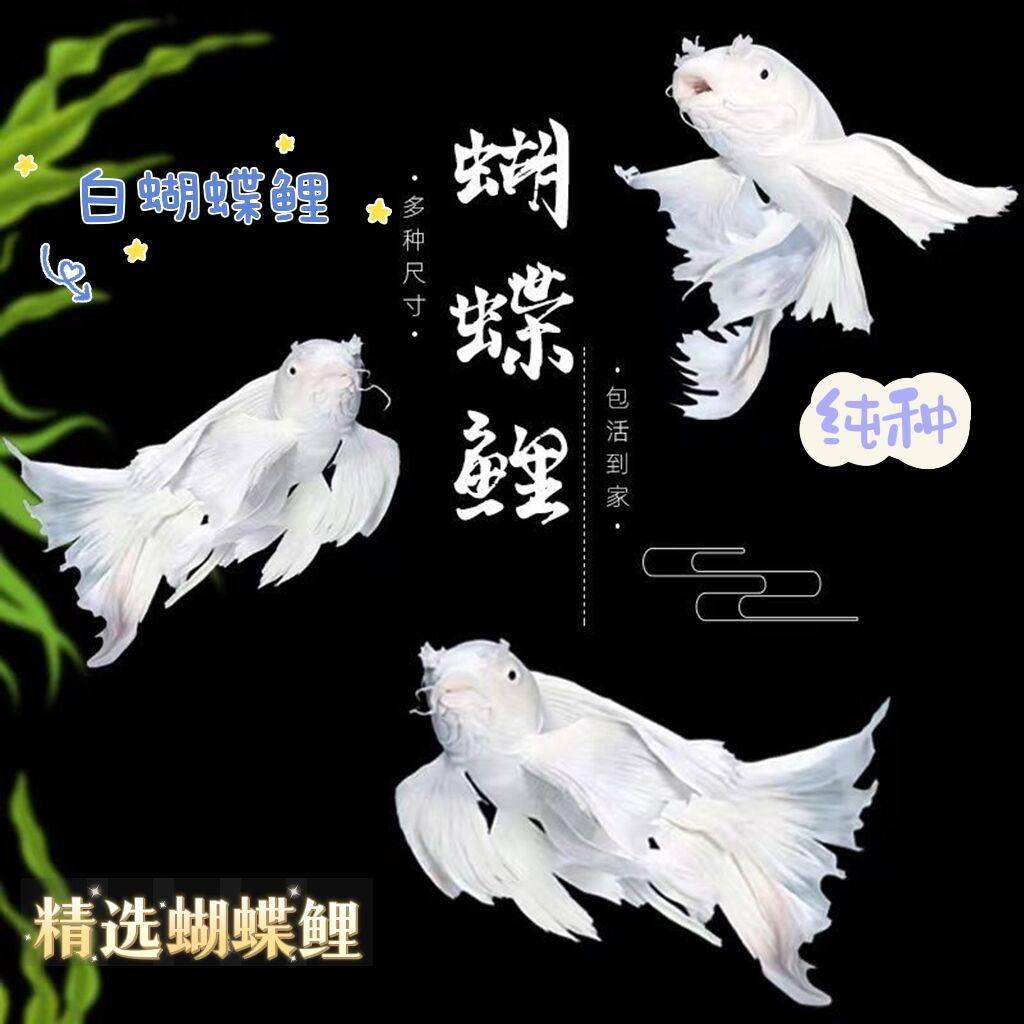 精品台湾蝴蝶鲤龙凤纯种长尾观赏鱼活体好养混养冷淡水鱼锦鲤金鱼