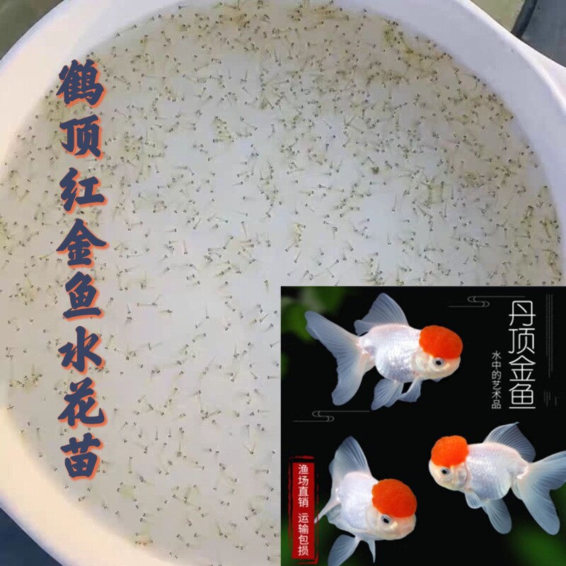 【精品鹤顶红金鱼水花苗】鸿运当头观赏淡水鱼耐活好养小型金鱼苗