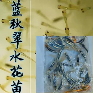 【德系蓝秋翠锦鲤】蓝色无鳞大鳞黄金万两招财锦鲤冷淡水鱼儿耐活