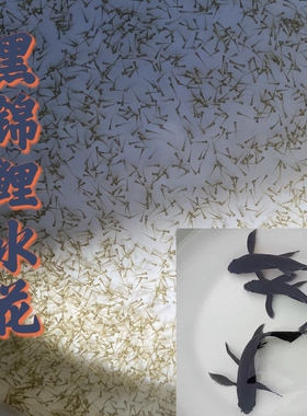 【精品黑龙凤锦鲤水花苗】日本纯种铁包金红色肚皮长尾黑金水花苗
