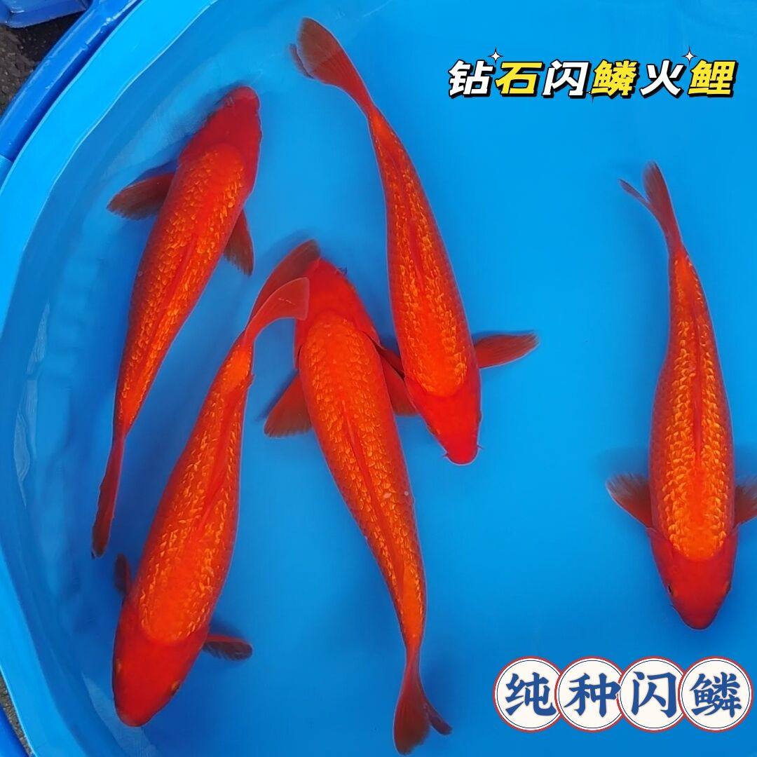 锦鲤活鱼闪鳞火鲤锦鲤苗纯种反光鳞片纯红色锦鲤鱼苗招财鱼观赏鱼