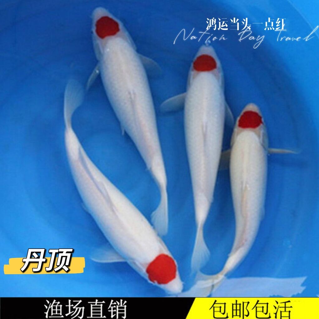日本丹顶锦鲤鱼苗活体鸿运当头精选纯种丹顶一点红大小型观赏鱼苗