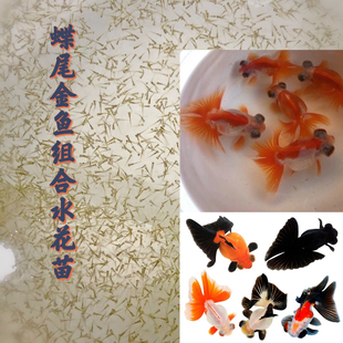 【多色蝶尾金鱼水花苗】碟尾观赏鱼金鱼龙睛传统国粹冷水招财水花