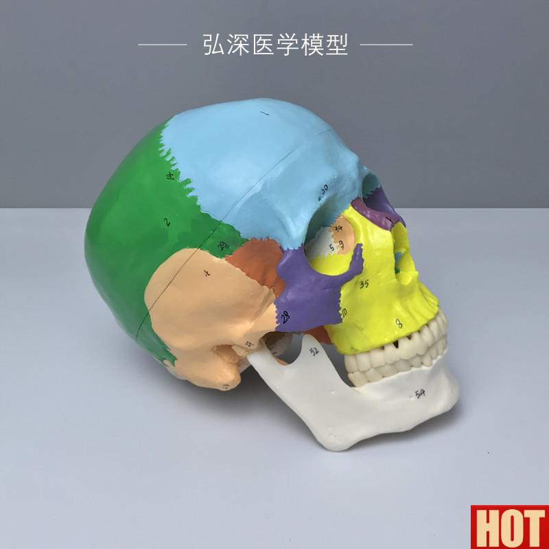 体头颅骨模T型彩色分区数字标识骨骼解剖结构骷髅生物教学类模具