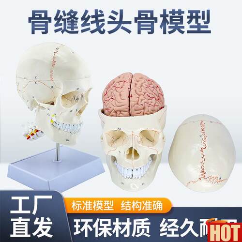 比一医学仿真骷髅 人体头骨模j型 头颅骨解剖标本 数字编码标识