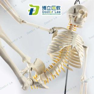 85cm人体g骨骼模型骨架人体模型成人小骷髅教学模型脊椎全身