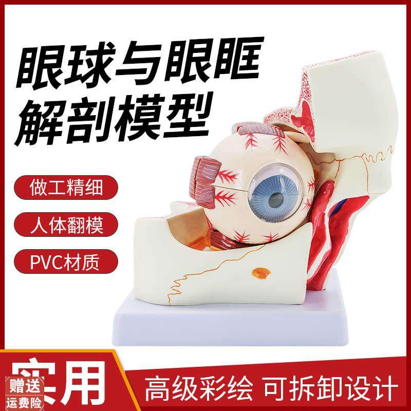 人体眼球与眼眶放大解剖模型眼球的视神经和肌P肉扩大3倍角膜虹膜,玩具/童车/益智/积木/模型,其他模型玩具,淘宝优惠券,粉丝福利购,淘宝优惠卷