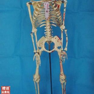 85CM人体骨骼模型肌t肉起止点数字编码 骷髅骨架模型医用人体