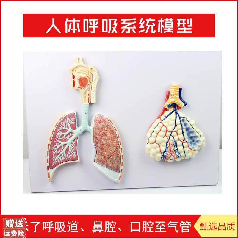 人体呼吸系统解剖模型标t本口鼻咽喉肺段鼻腔支气管肺小叶肺泡模,文具电教/文化用品/商务用品,模拟人,淘宝优惠券,粉丝福利购,淘宝优惠卷
