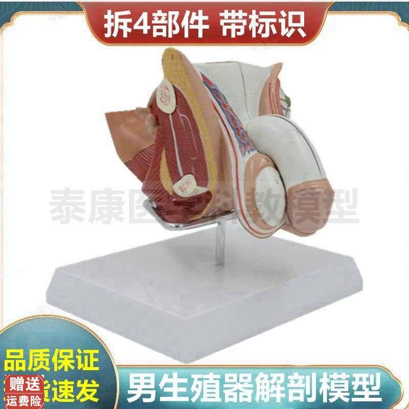 男生殖器模型解剖教学用可拆卸前B列腺膀胱内外男科医患尿道腹盆,玩具/童车/益智/积木/模型,其他模型玩具,淘宝优惠券,粉丝福利购,淘宝优惠卷