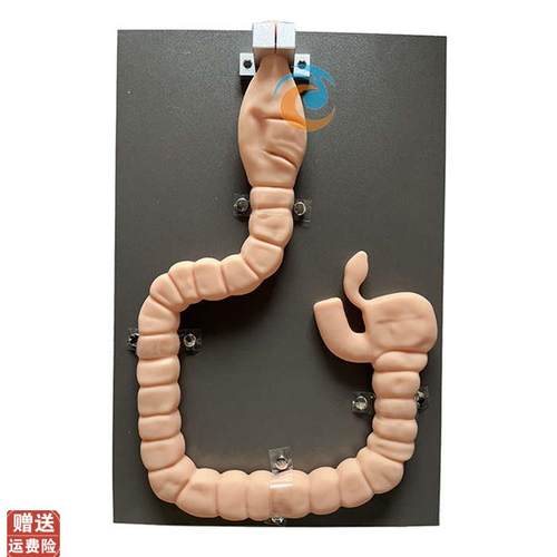 乙状结肠c镜检查模型肠镜检查演示训练教学模型自然大肠镜模型