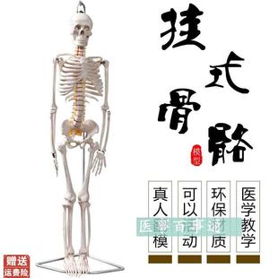 厂家直销85CM骨骼模型教学模型椎间盘附有脊神经微Z型全副骨骼
