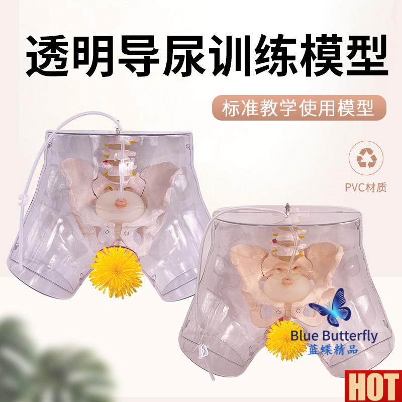 级透明女性导尿模型 导尿术技能Q操作训练模型 插尿管医学用模型