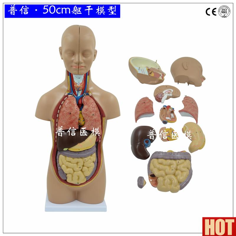 体解剖 躯干模型 内脏器官肝肠胃启蒙教t学医用拼装模型