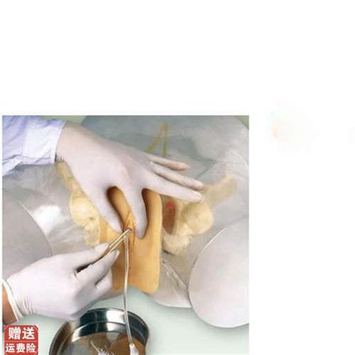 透明女性b导尿模型导尿器官模具