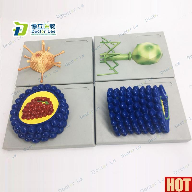 家直销微生a物学病毒模型杆状病毒腺病毒噬菌体病毒艾滋病毒学模