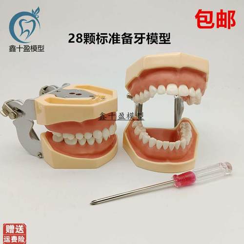 牙科备牙模型28颗标q准备牙模型可拆卸牙粒练习制备窝洞嵌体冠