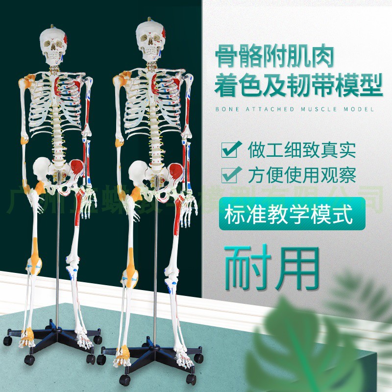 170cm人体骨骼模型骨架肌肉着色 韧带 成人小白骷髅W全身教学 脊