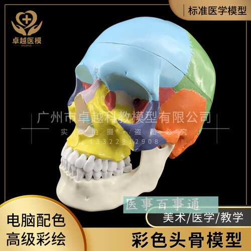 进口头颅a骨模型 头颅骨着色模型 头骨骨性分离模型 彩色头骨模具