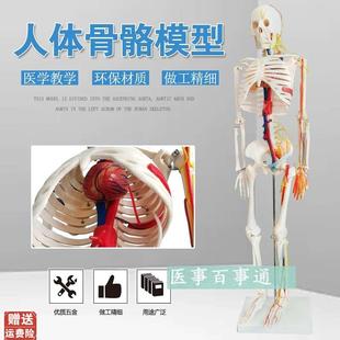 人体模型人体骨骼模o型85CM人骨模型附主神经与主动静脉模型