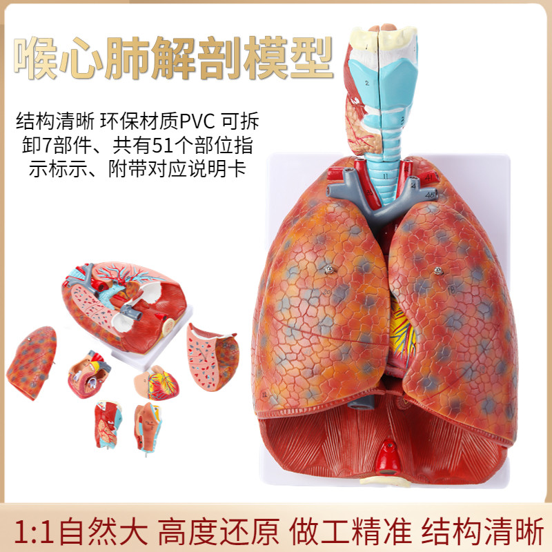 自然大人体喉心肺模型 喉咙甲状腺 肺 人体呼吸系统模.型心脏模型